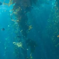 Macroalgae cultivation in drillhole sea on land
